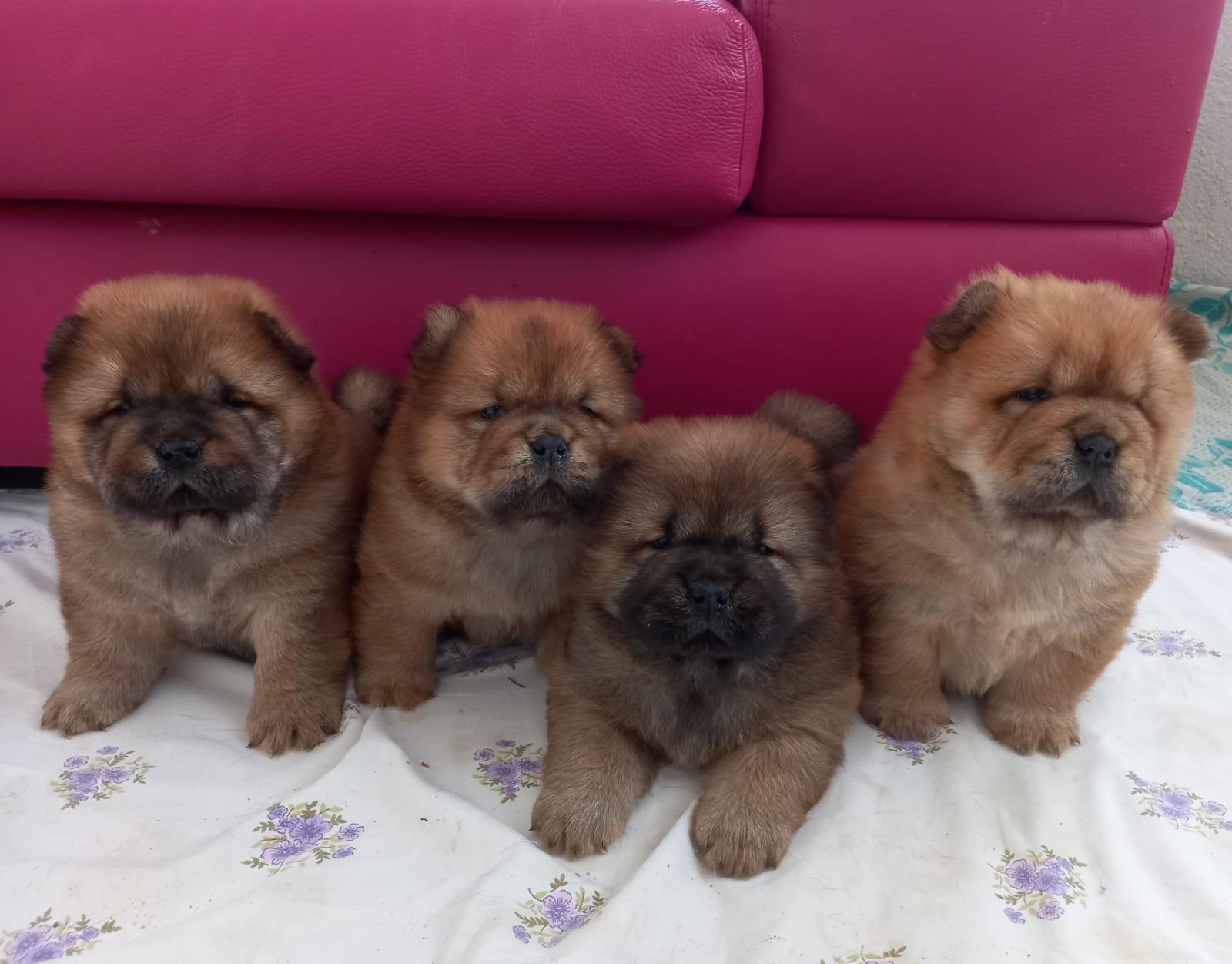 Клото Сани Анджонг