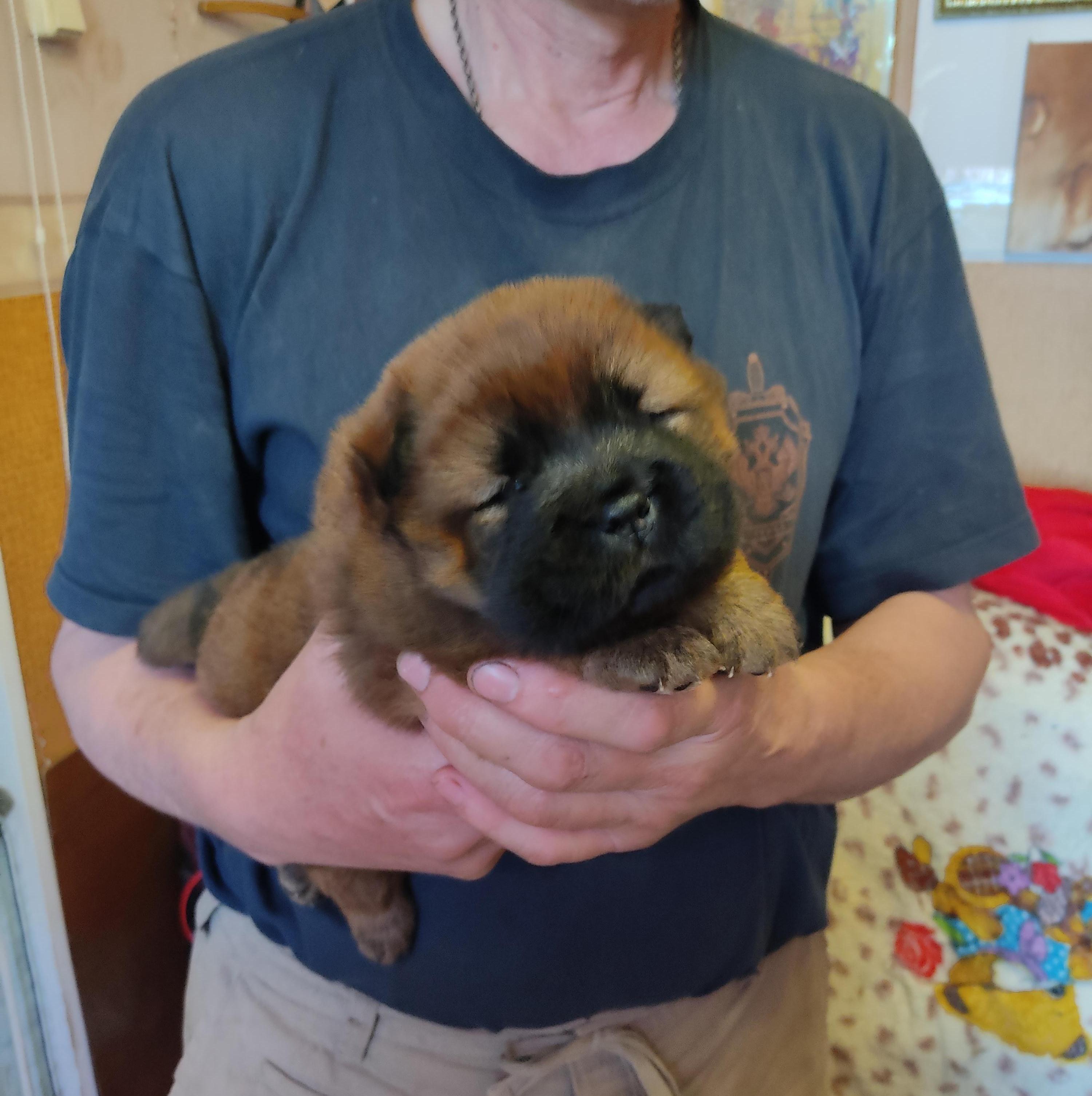 Клото Сани Анджонг