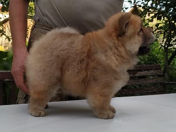 Клото Сантия Ли Мей 