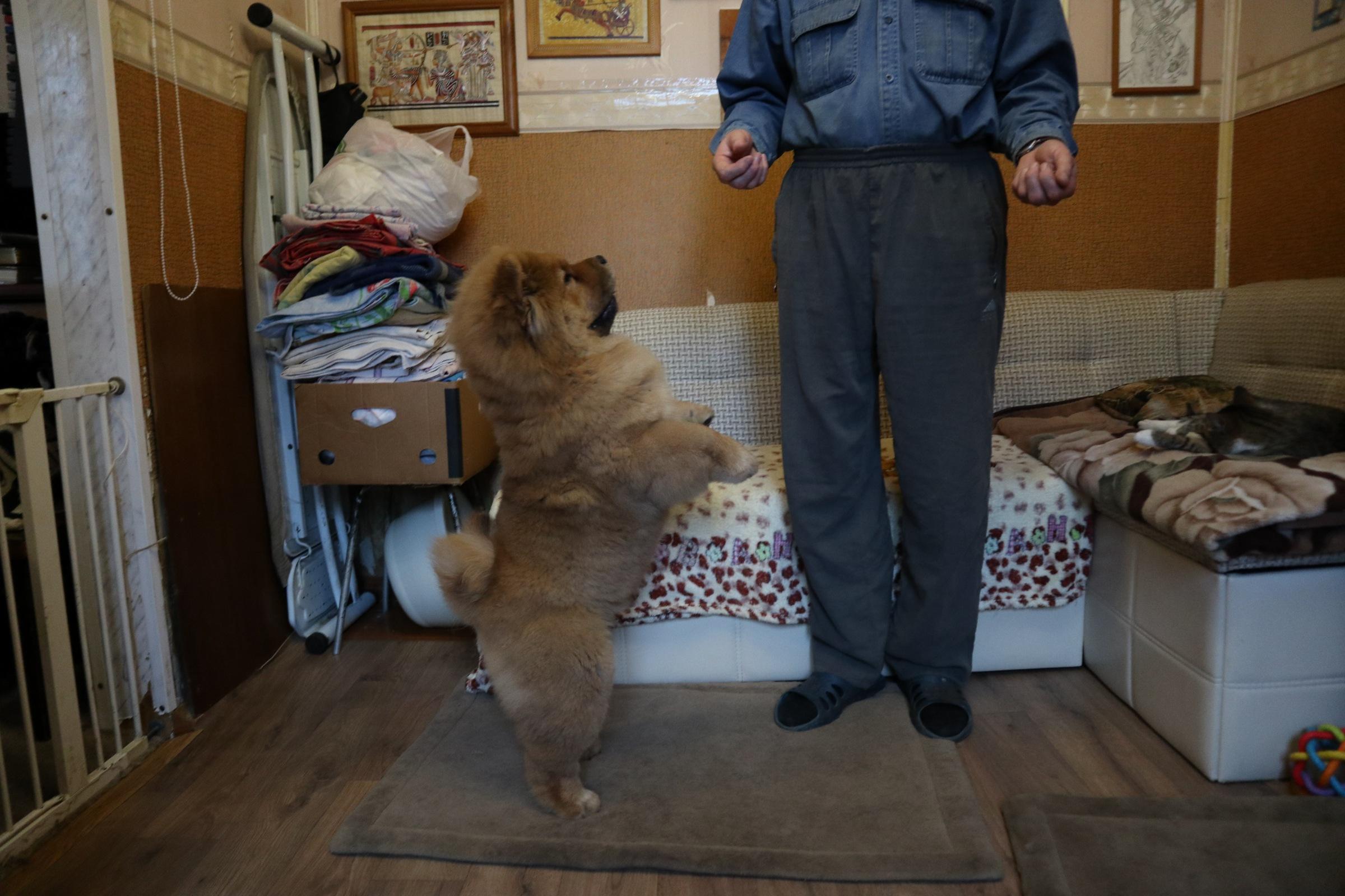 Осенний  Поцелуй Файер Сталкер (Сеня) - 1,5 месяца