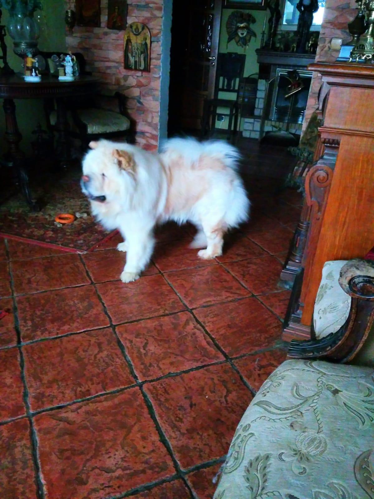 Клото Саманта Кобаджио