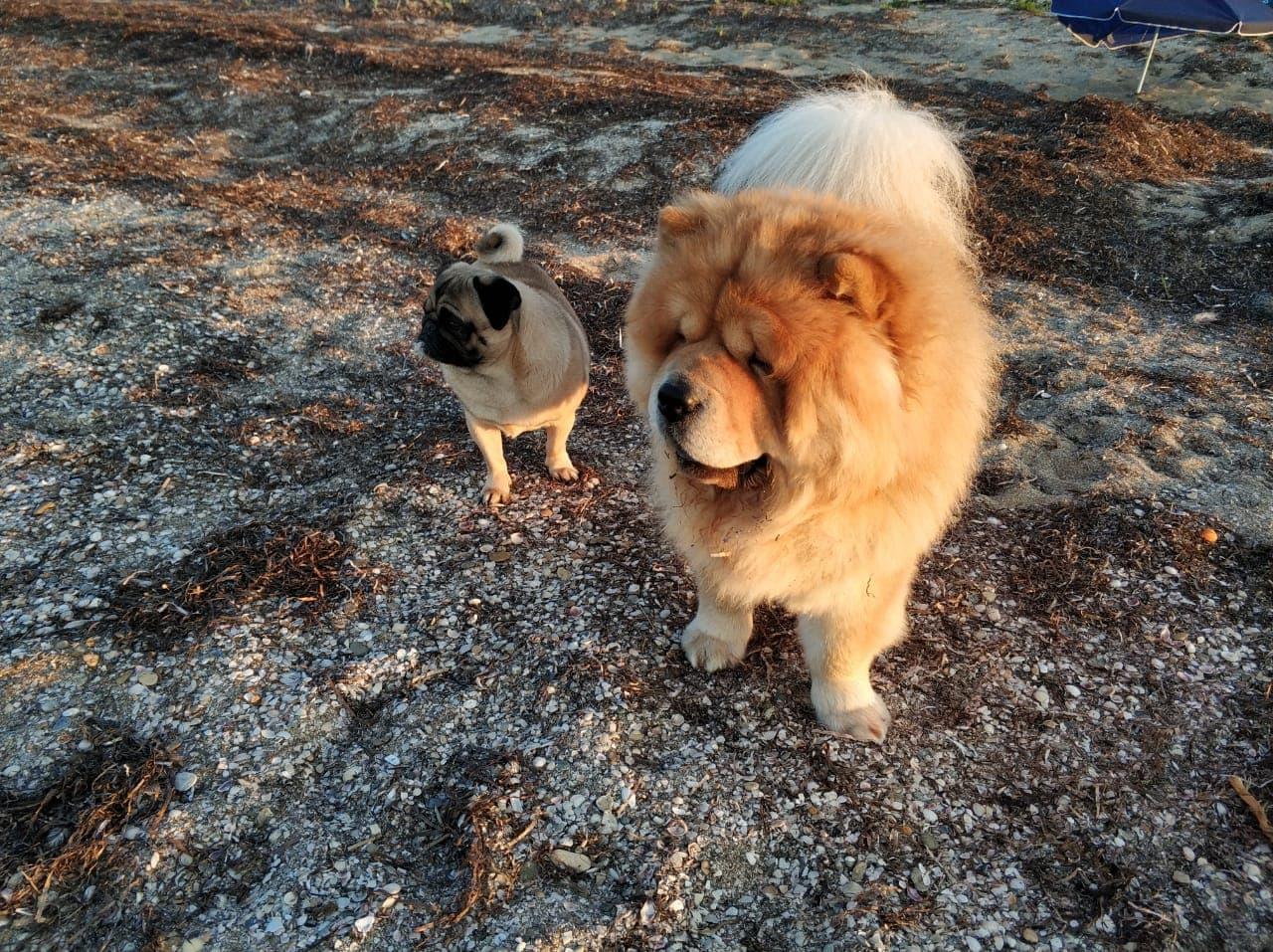 Клото Сантия Ли Мей 