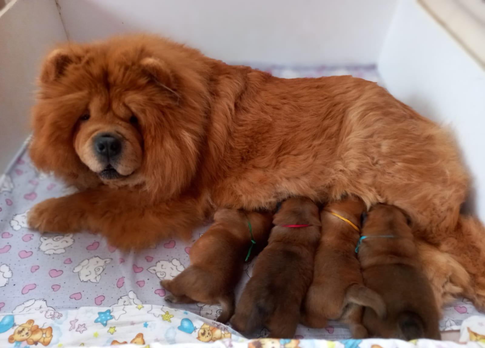 Клото Сани Анджонг