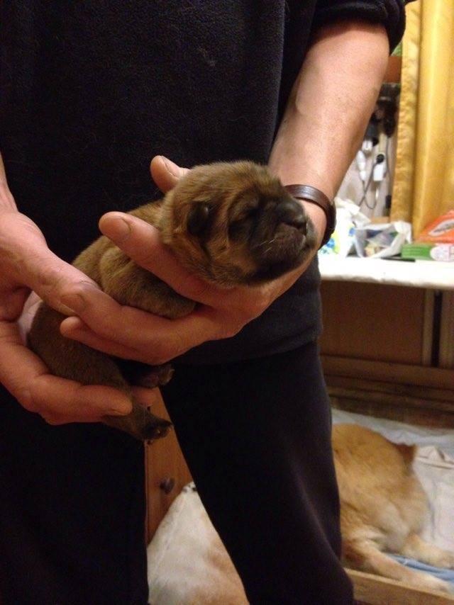 Клото Сантия Ли Мей 