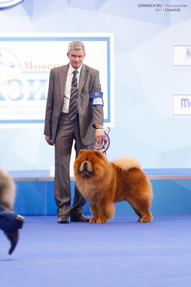 Сеня - 4,5 года -  Евразия-2017 - 19.04.2017г. - отл.1, СW, ЛК, ЛПП