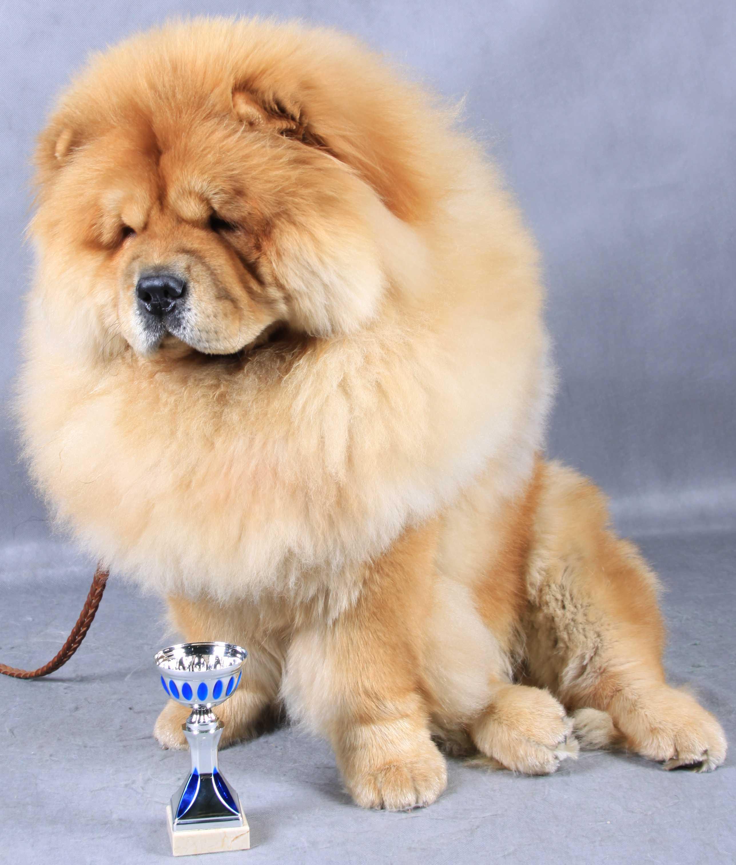 Цезарь 11 месяцев г. Москва