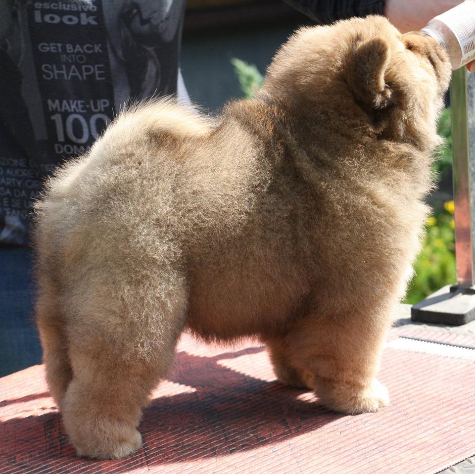 Осенний  Поцелуй Файер Сталкер (Сеня) - 1,5 месяца