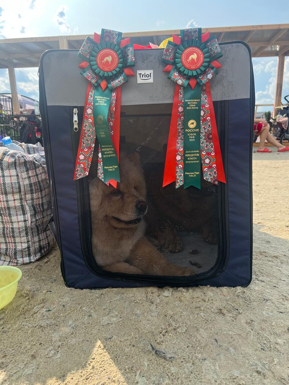 KLOTO LINE OF LIFE LUCY LIGHT (Люся)