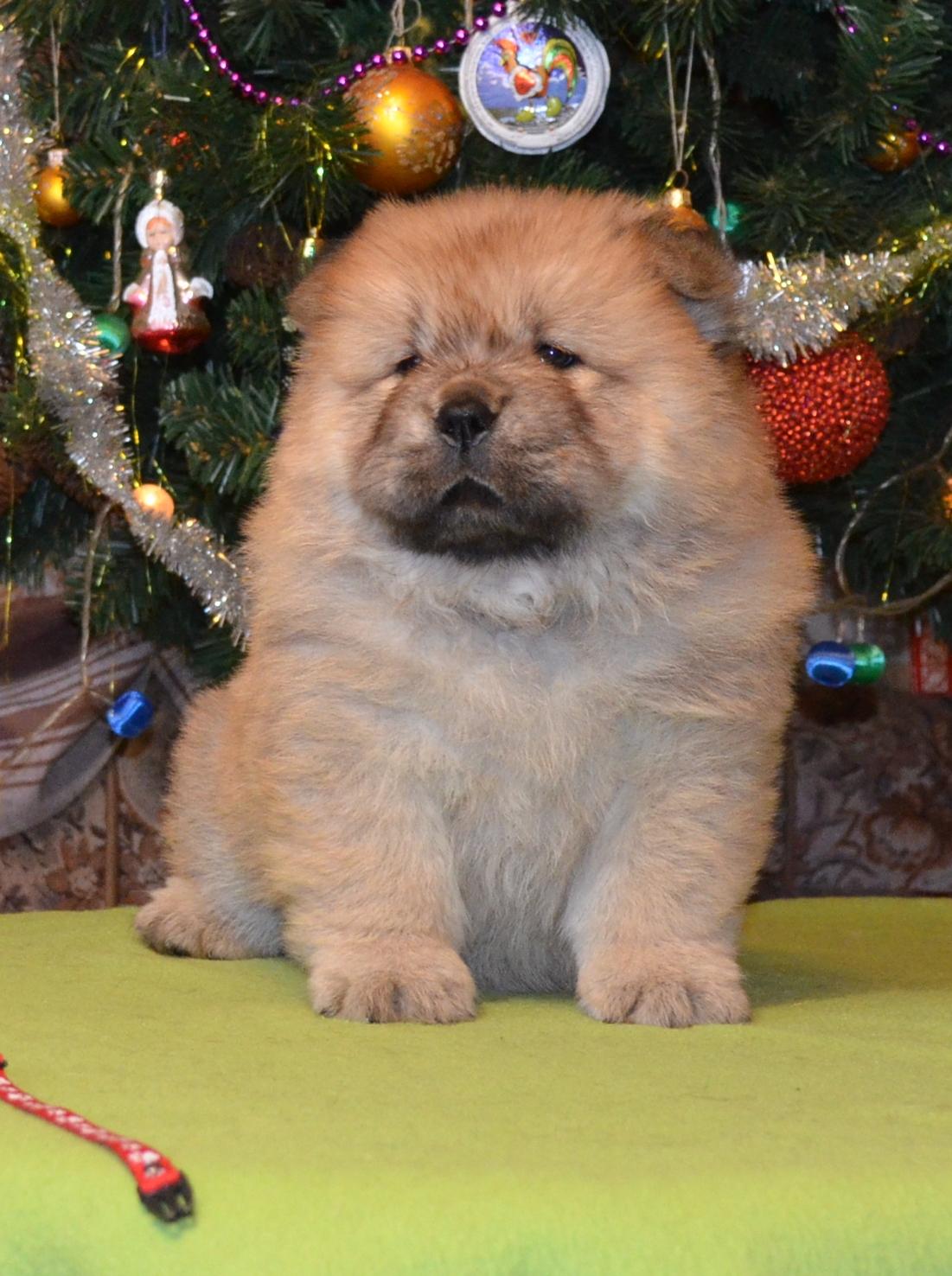 Клото Сильвия Мин Чжу