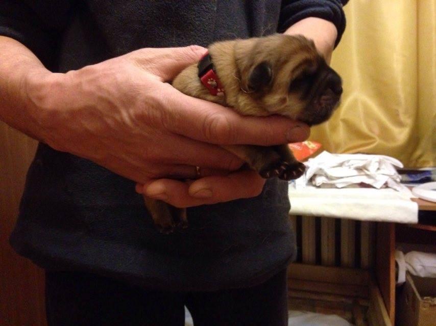 Клото Сильвия Мин Чжу