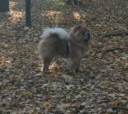 Клото Сантия Ли Мей 