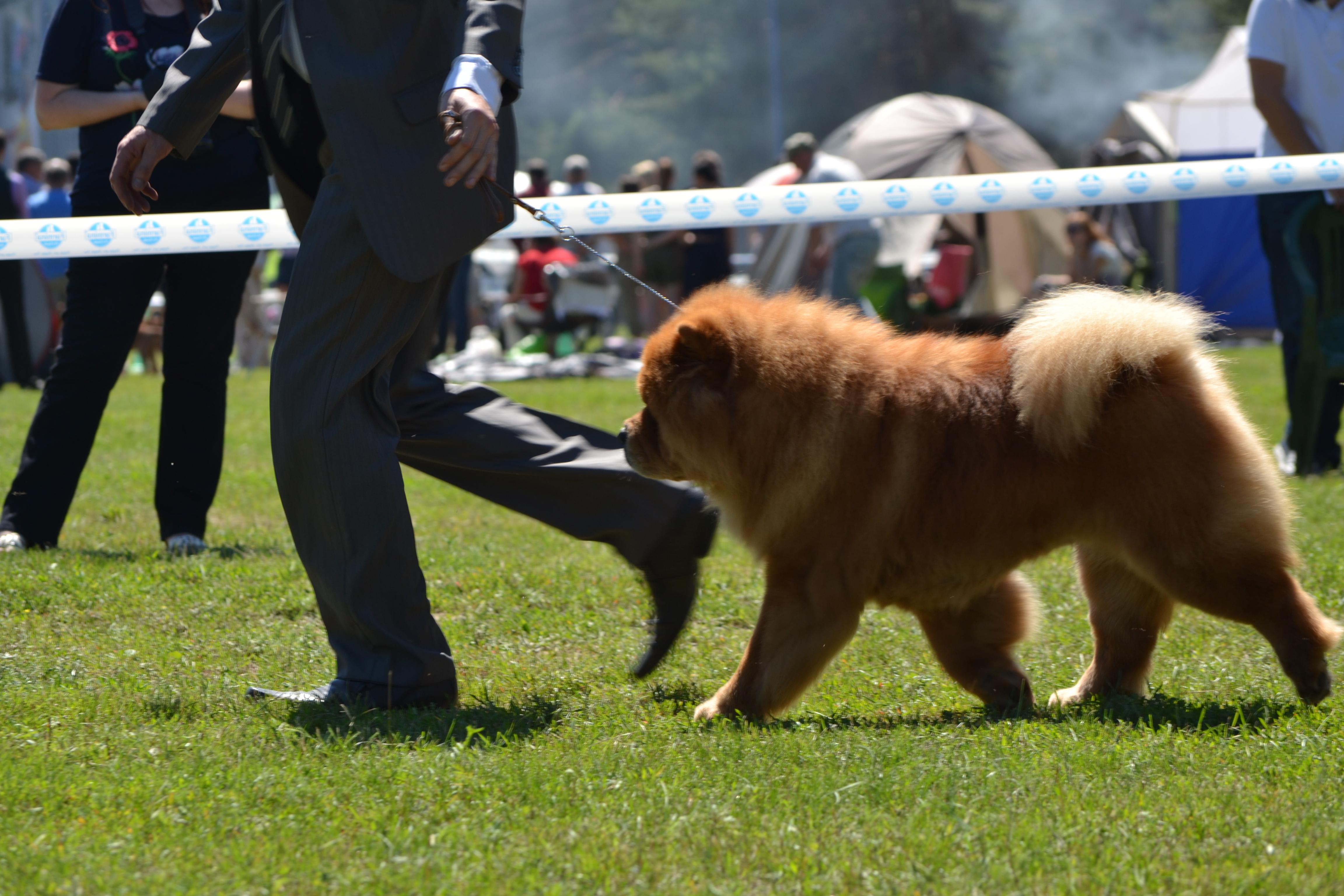 Сеня - 2,5 года - Владимир CACIB - 04.07.2015г. - отл.2, RCAC