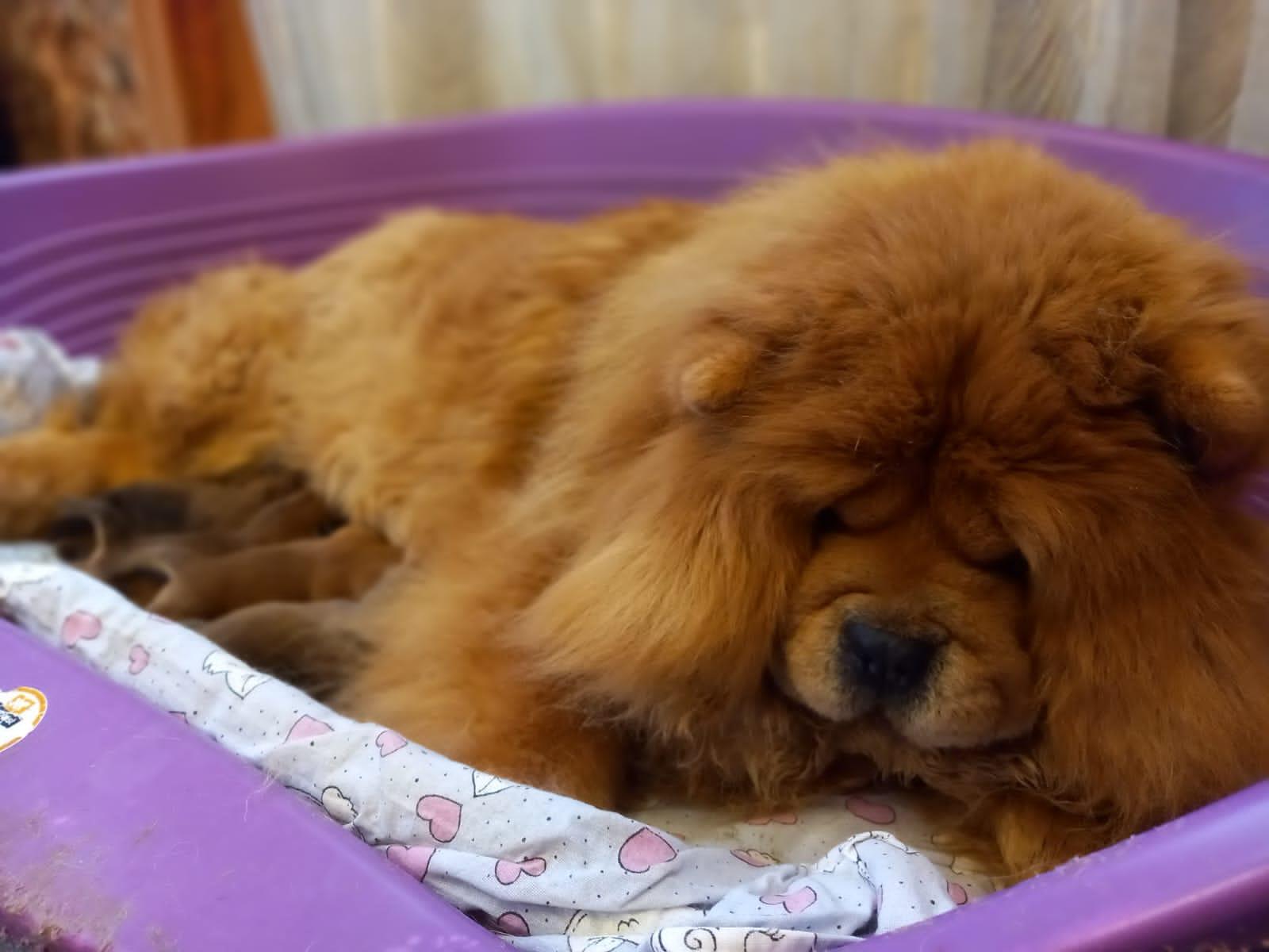 Клото Сани Анджонг