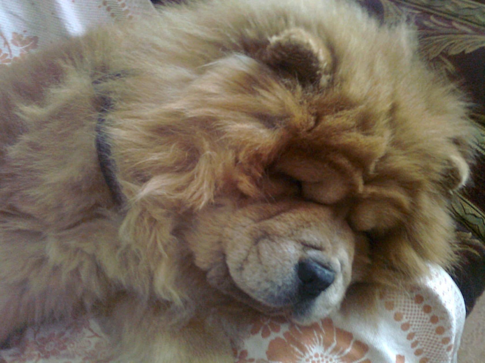 Клото Сантия Ли Мей