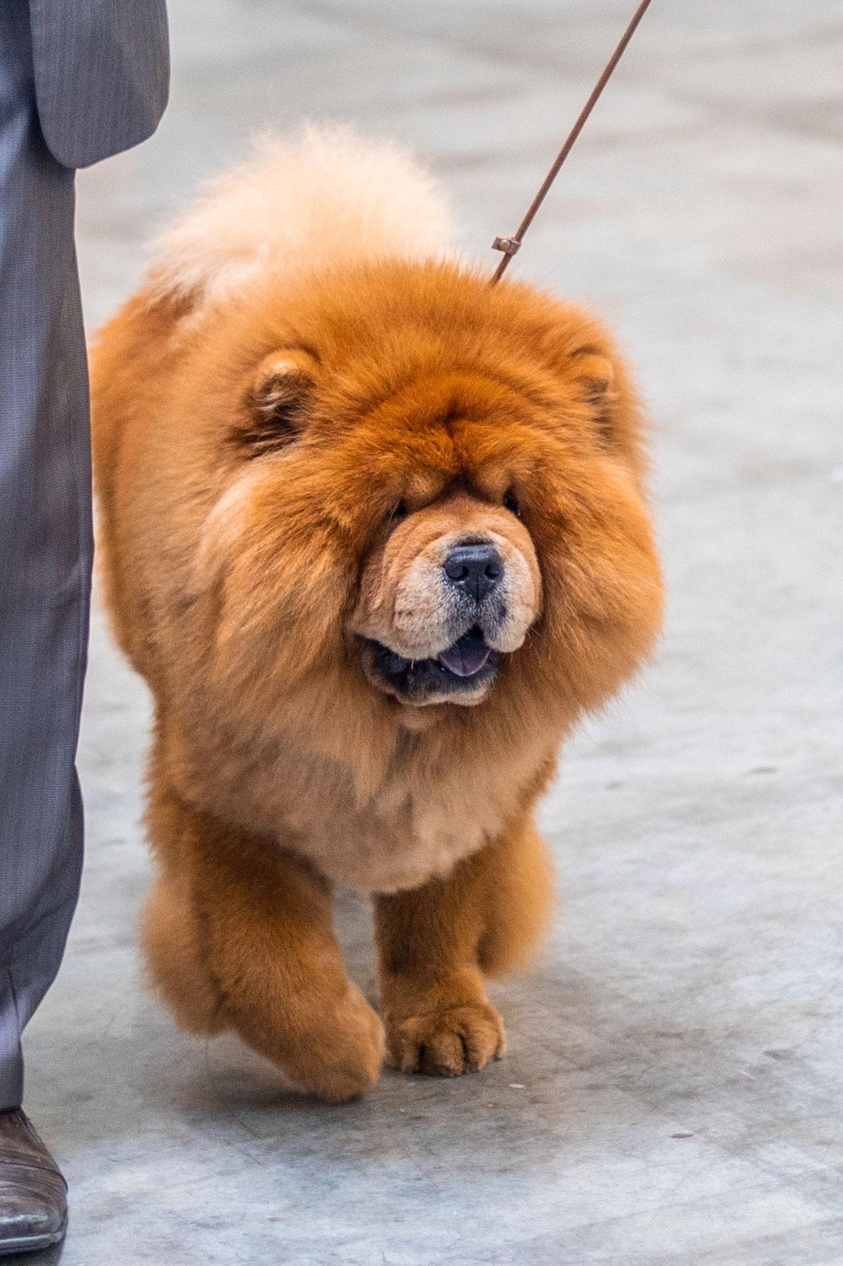 Сеня - 5,5 лет - Евразия -2018 - 05.05.2018г. - отл. 2, RCAC, RCACIB