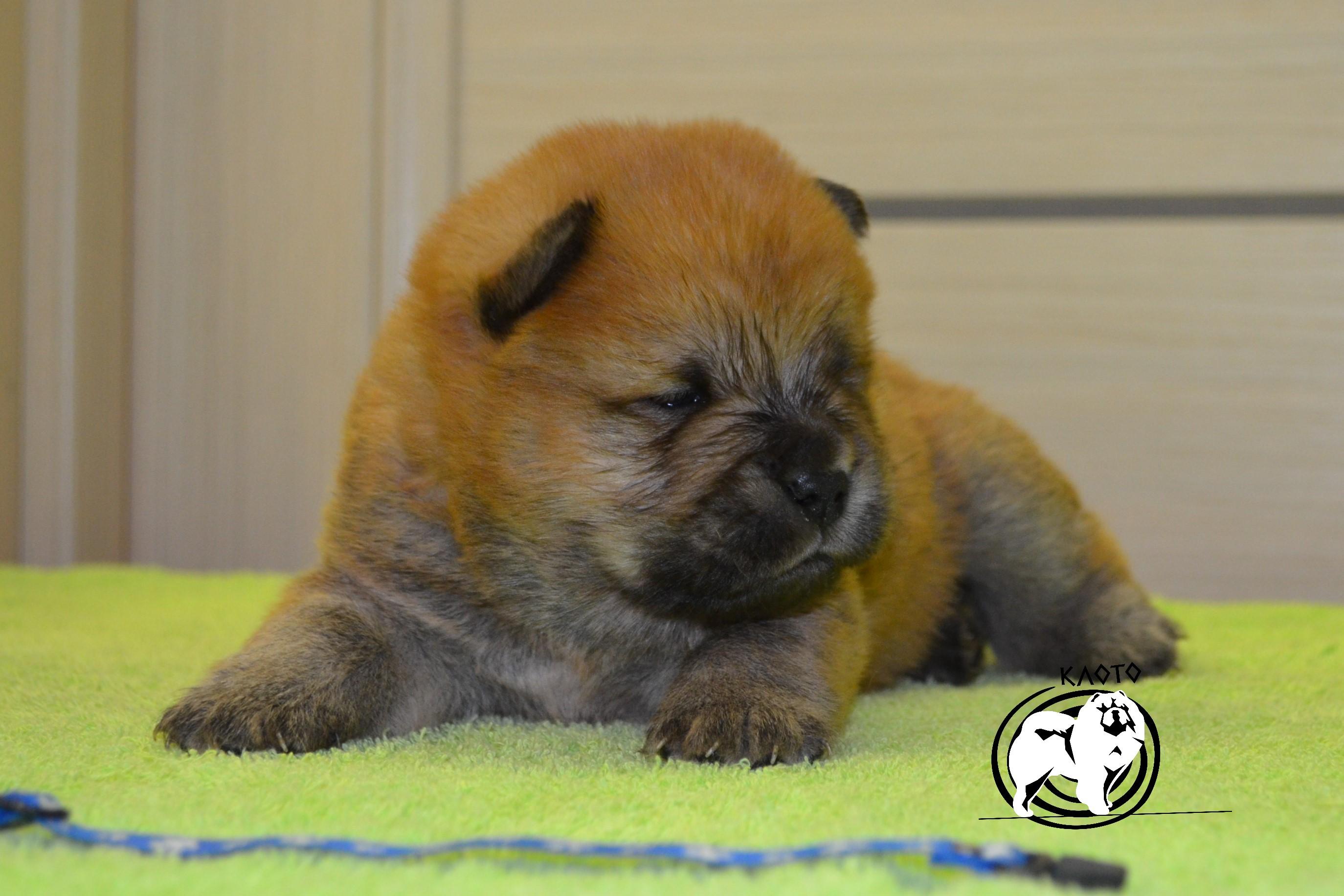 Клото Сани Анджонг