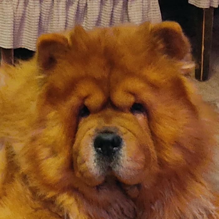 Сеня - 2,5 года - Евразия-2015 - 21.03.2015г. - отл. 3