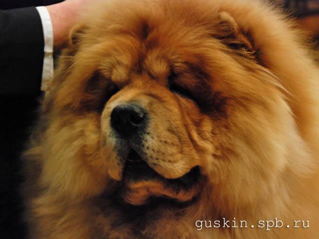 Цезарь 10 месяцев г. Санкт-Петербург