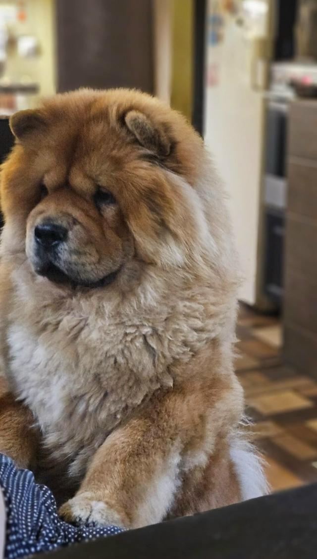 Клото Сантия Ли Мей 