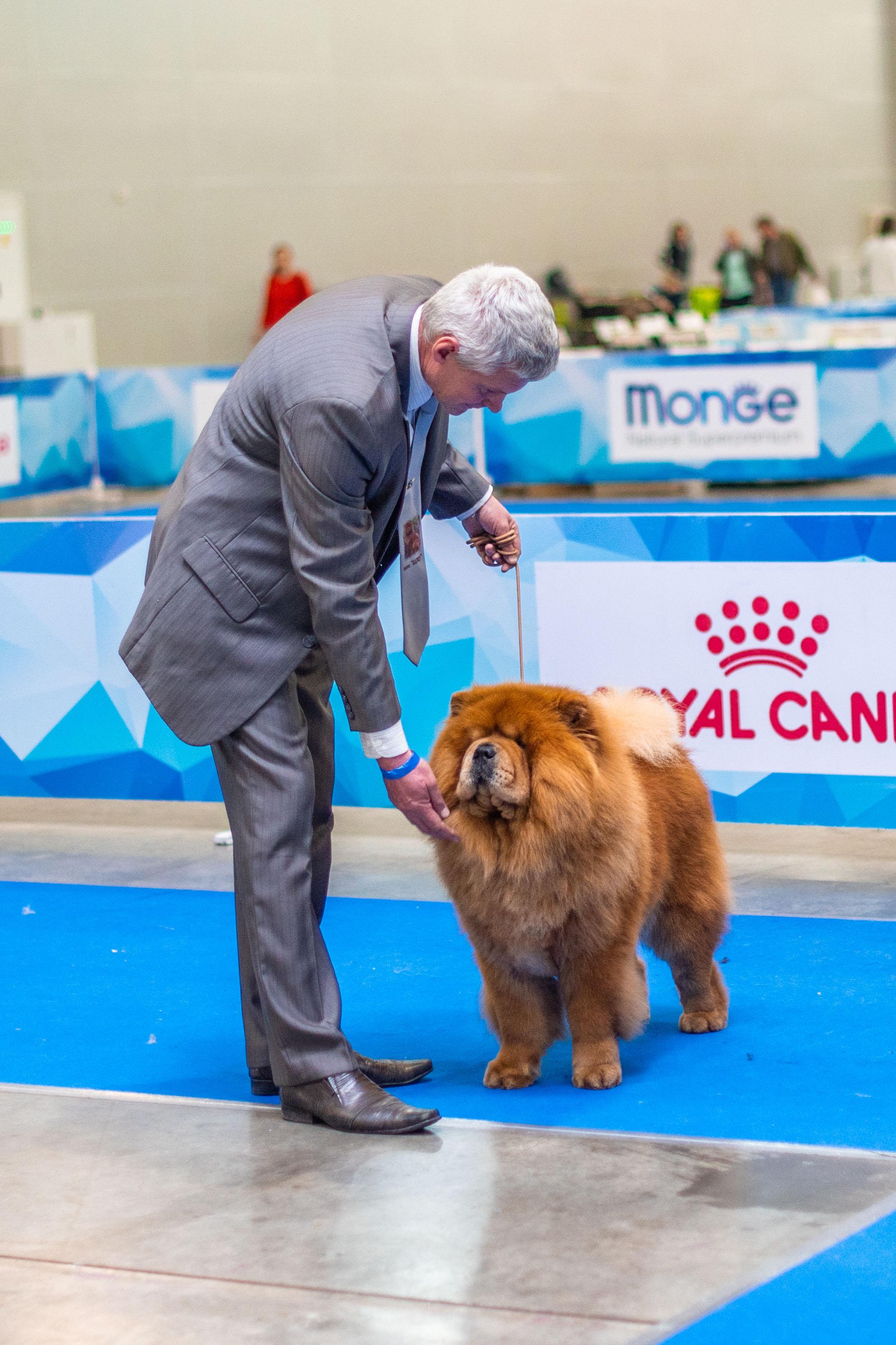 Сеня - 5,5 лет - Евразия -2018 - 05.05.2018г. - отл. 2, RCAC, RCACIB