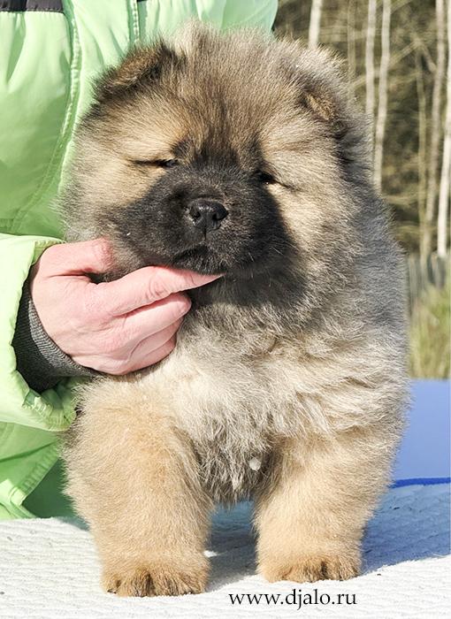 Осенний  Поцелуй Файер Сталкер (Сеня) - 1,5 месяца