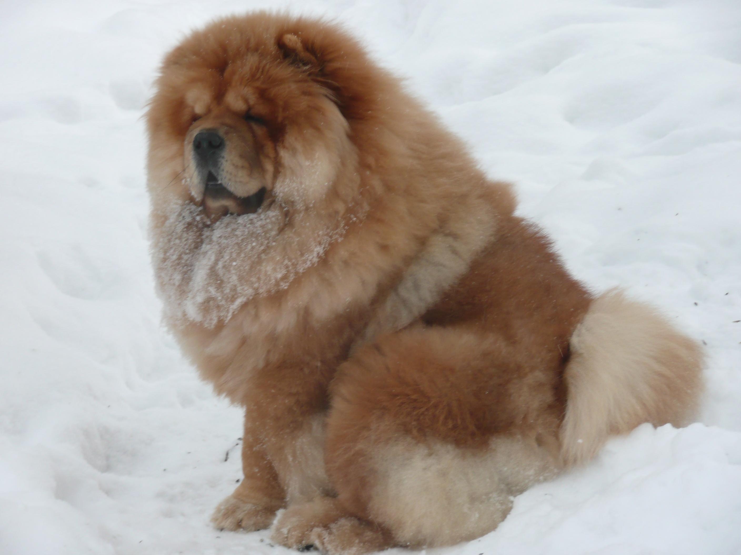 Цезарь 9 месяцев