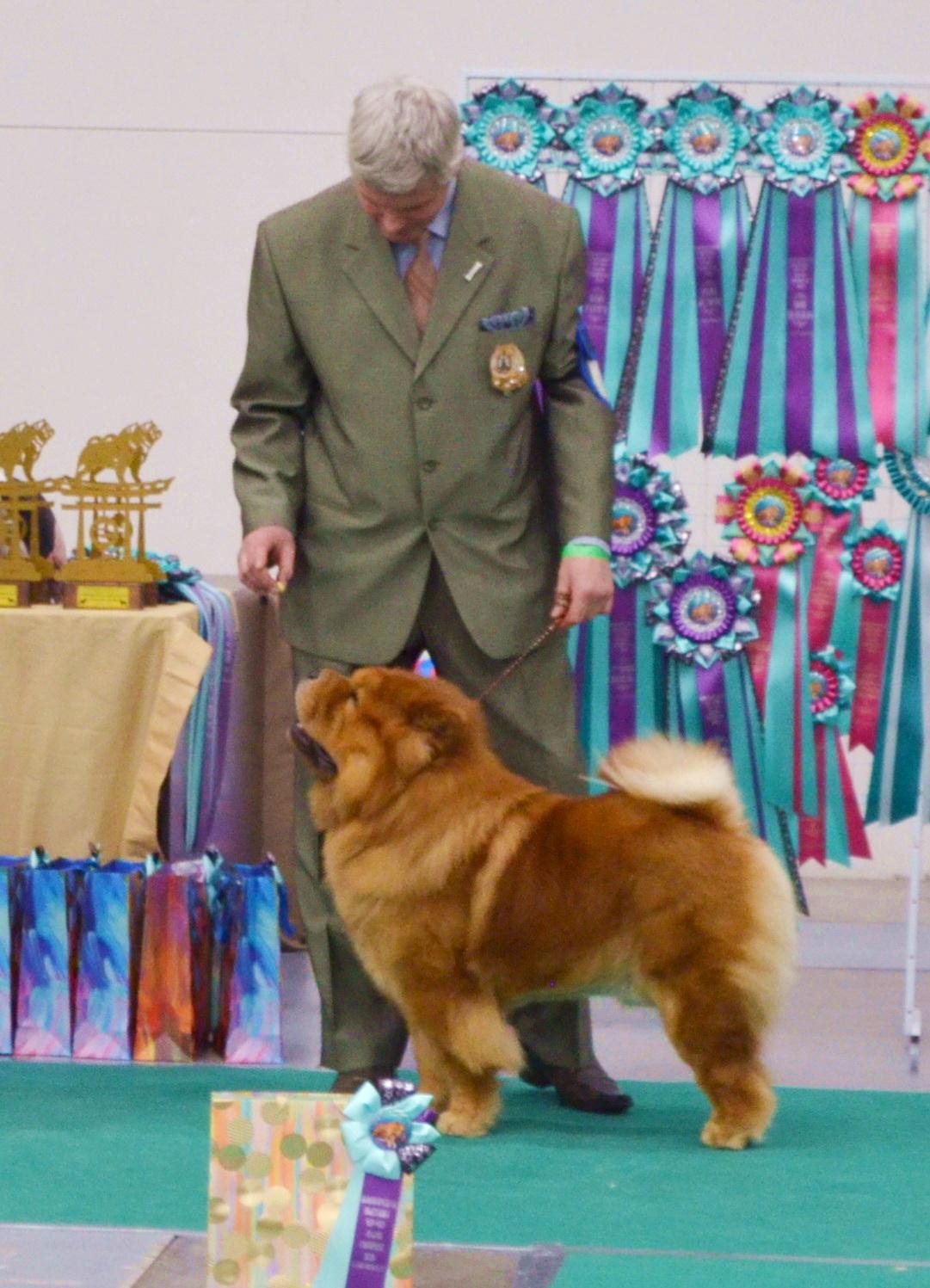 Сеня - 2,5 года - Евразия-2015 - 21.03.2015г. - отл. 3