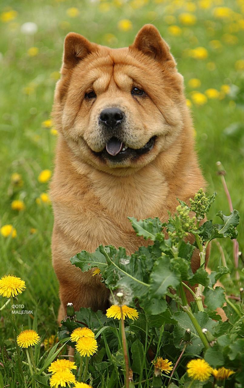 KLOTO LINE OF LIFE LUCY LIGHT (Люся)