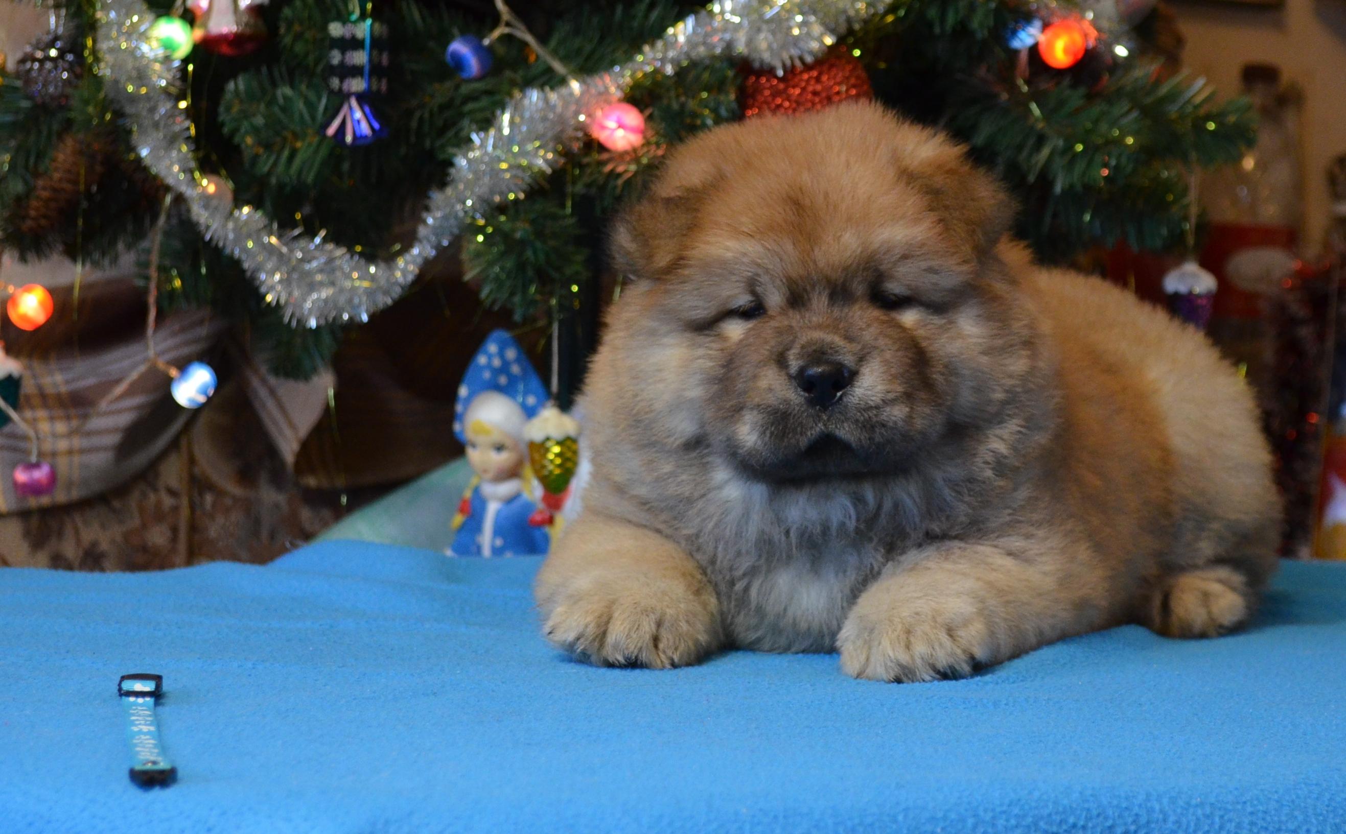 Клото Сантия Ли Мей 