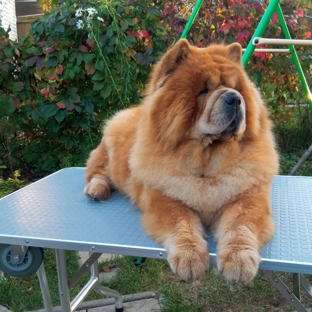 KLOTO AELITA (Эля)