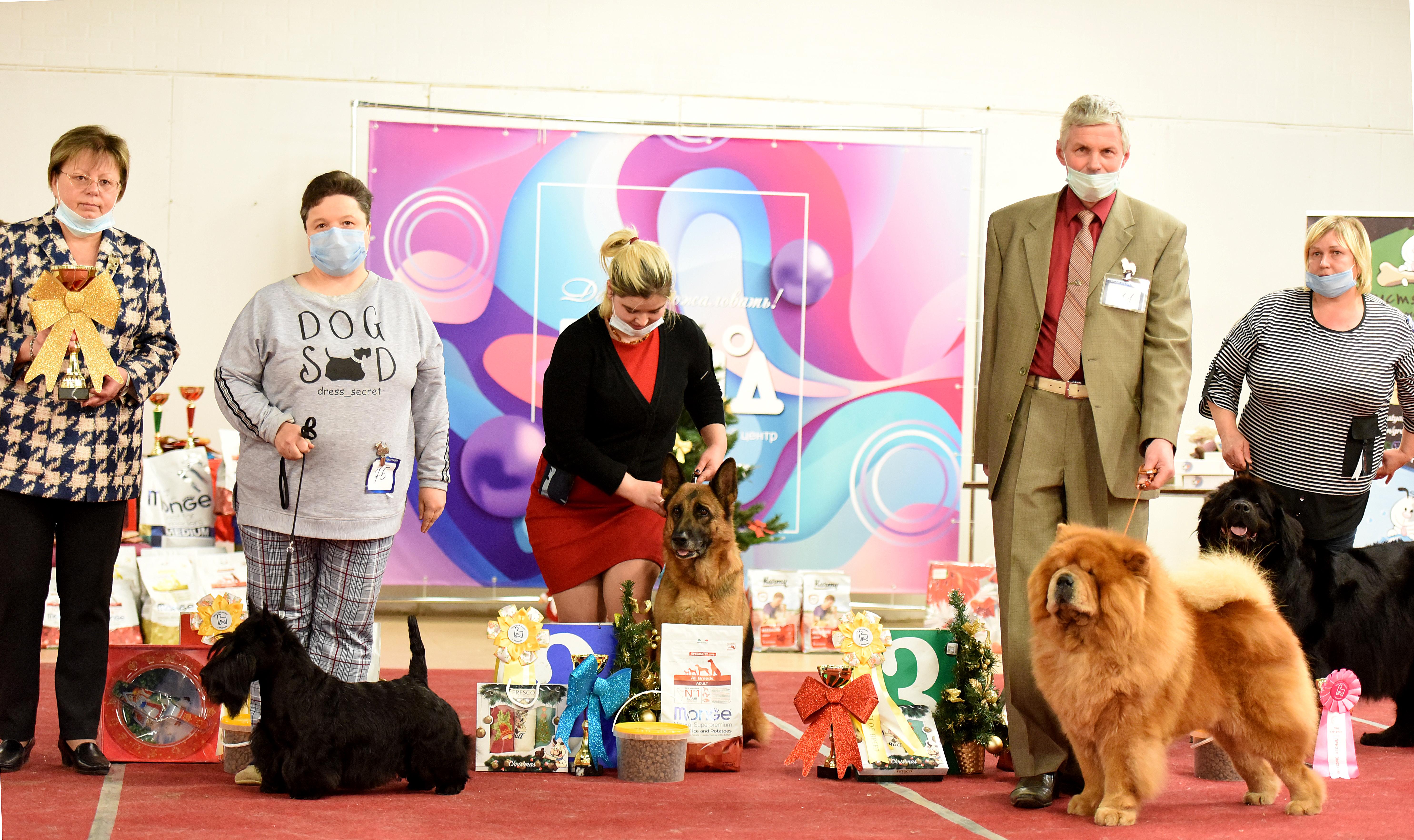 Сеня - 8 лет - г. Иваново - 14.11.2020 - отл.1, ЛВ, VCAC, VBIG-2