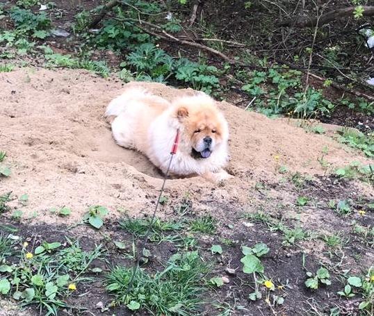 Клото Сантия Ли Мей 