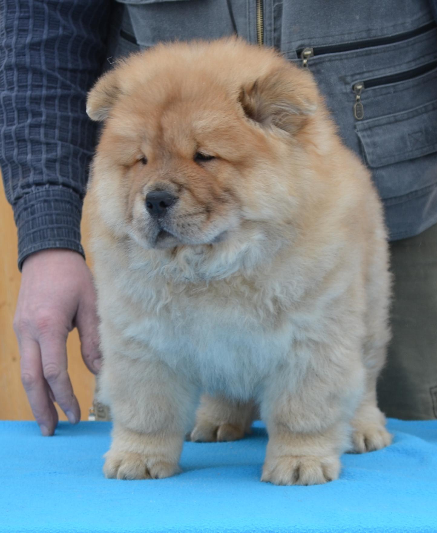 Клото Сантия Ли Мей 