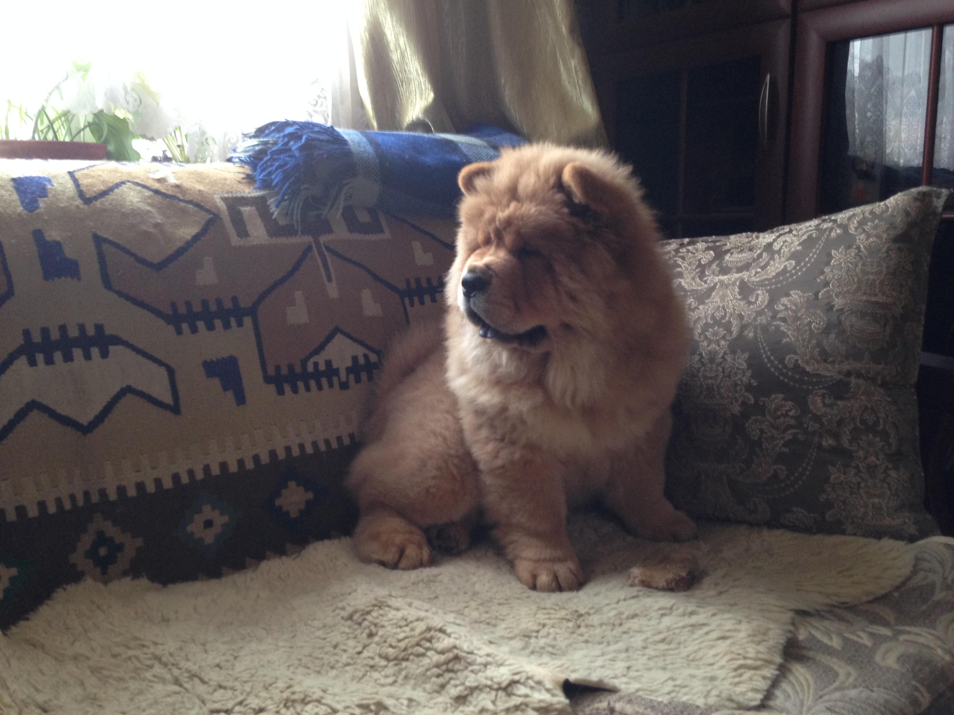 Клото Сани Анджонг