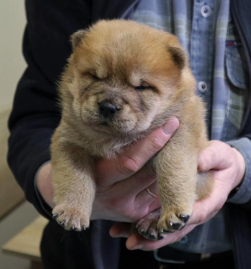 Клото Сантия Ли Мей 