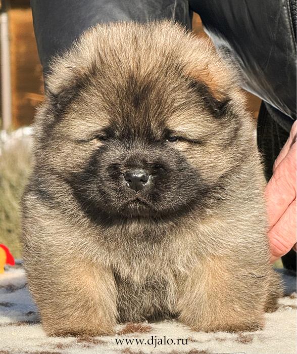 Осенний  Поцелуй Файер Сталкер (Сеня) - 1,5 месяца