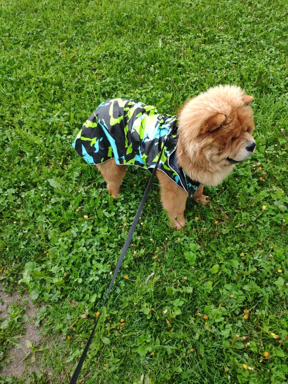 Клото Сани Анджонг