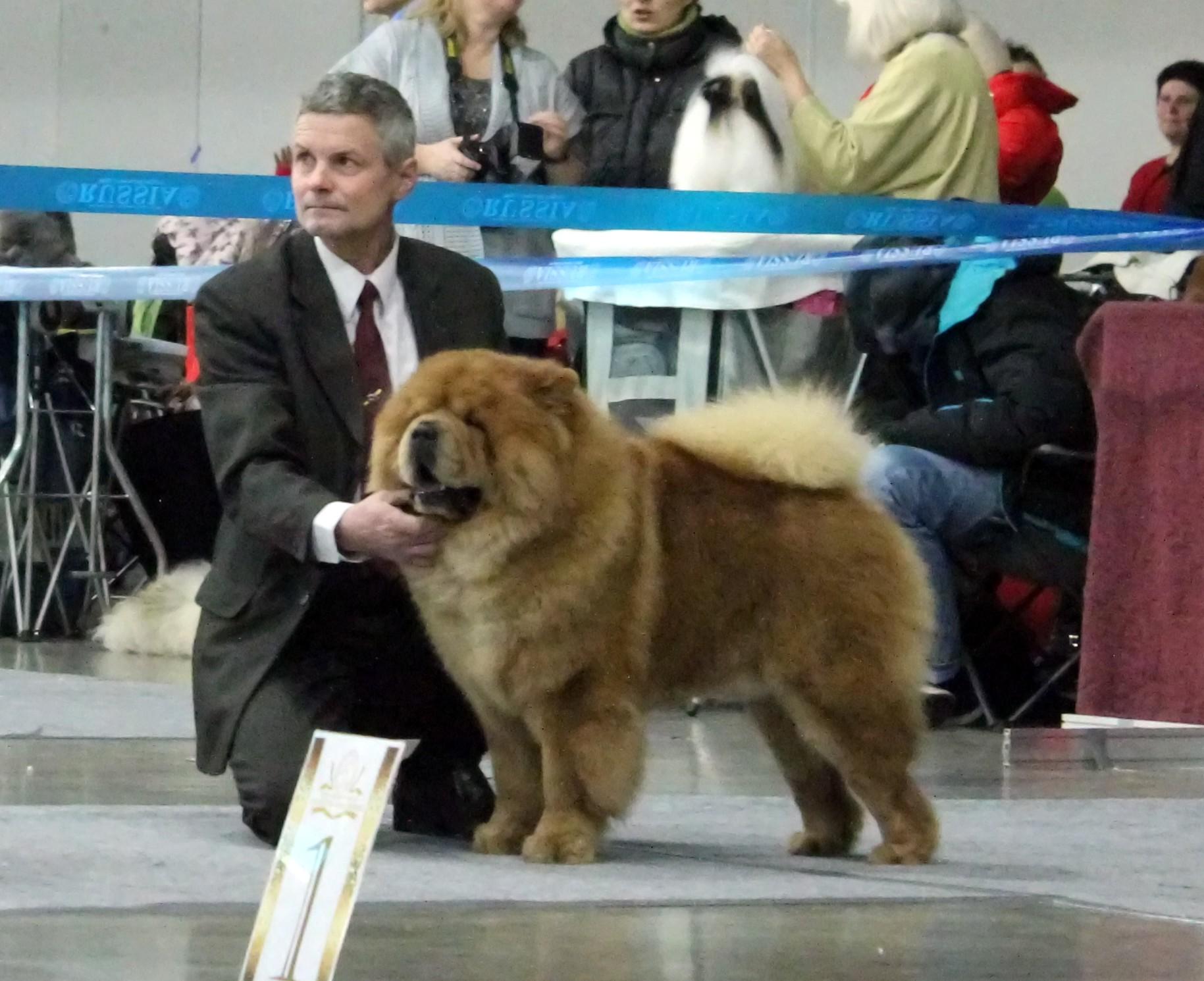 Сеня - 2 года - Золотой Ошейник-2014  - 20.12.2014