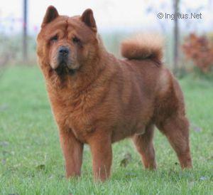 HIDDE VAN HET BOSSCHE FRONT