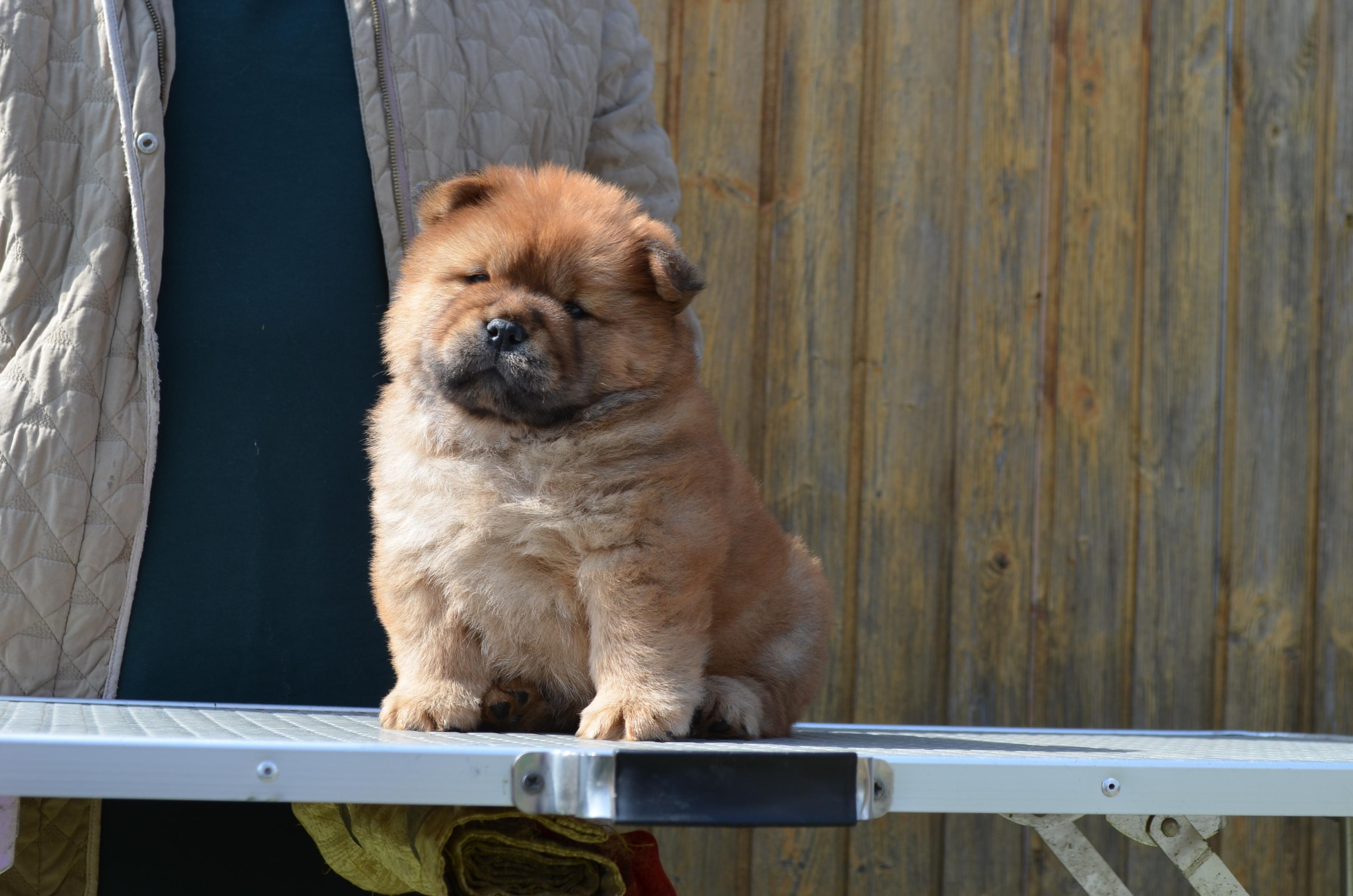 Клото Сани Анджонг