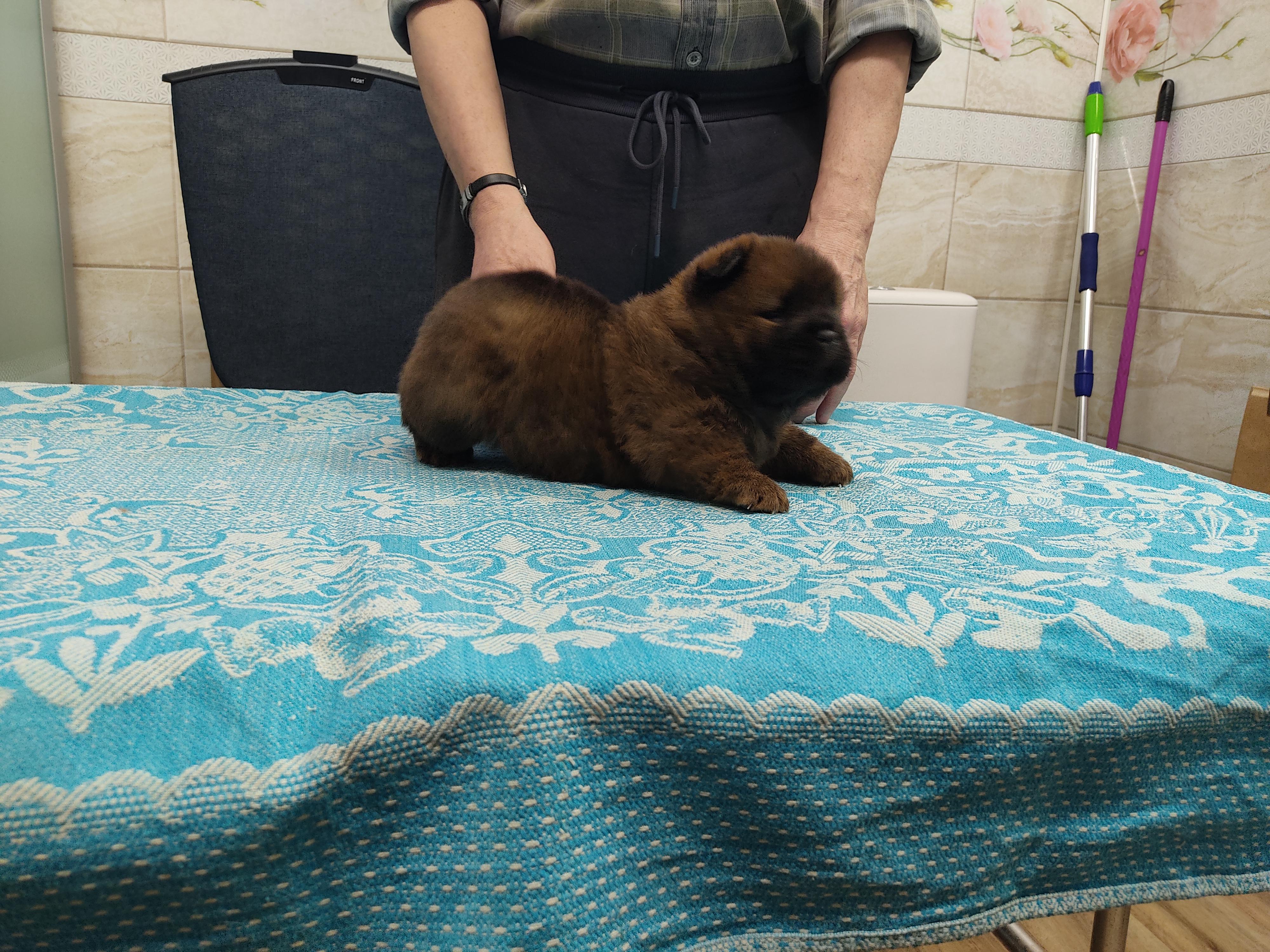 Клото Сани Анджонг