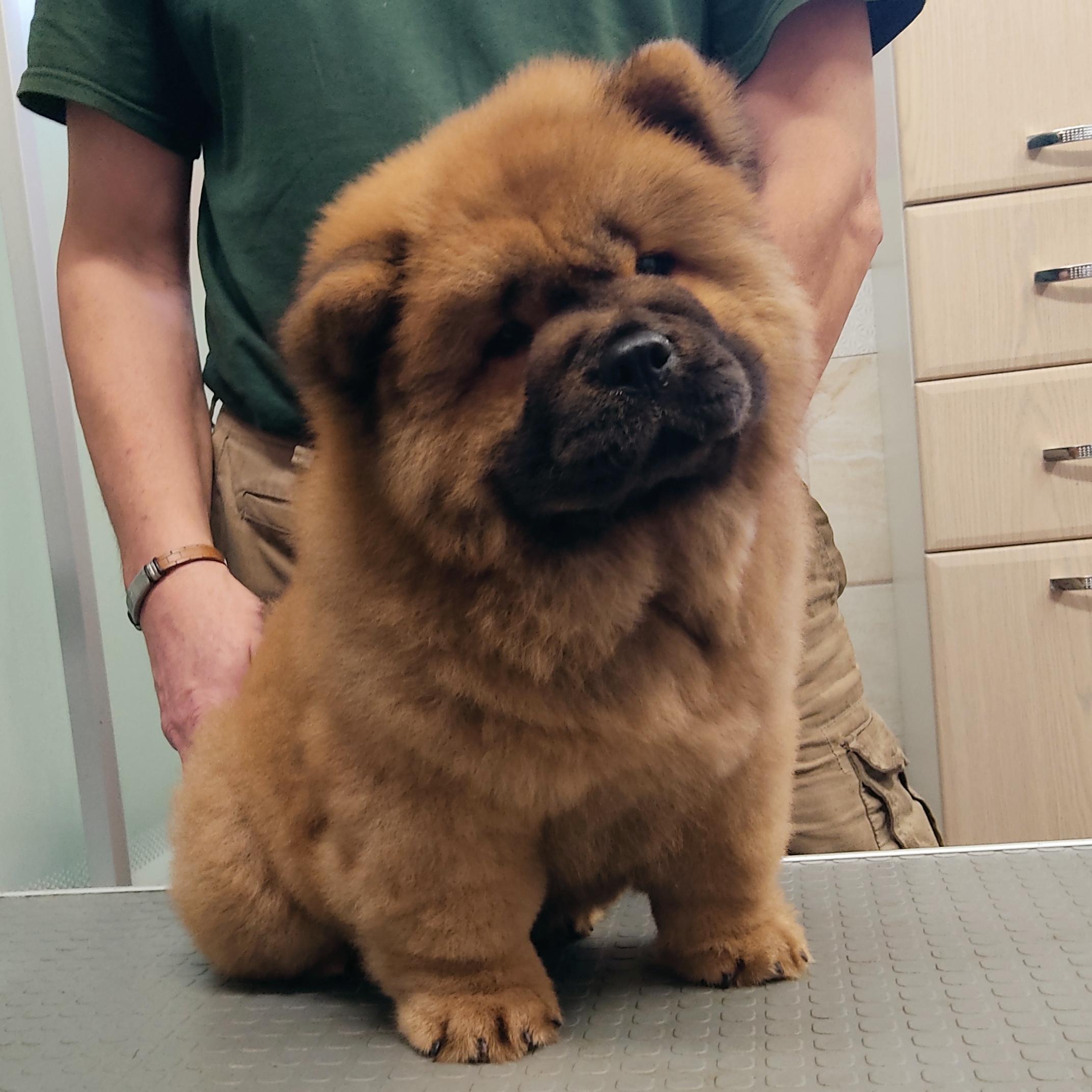 Клото Сани Анджонг