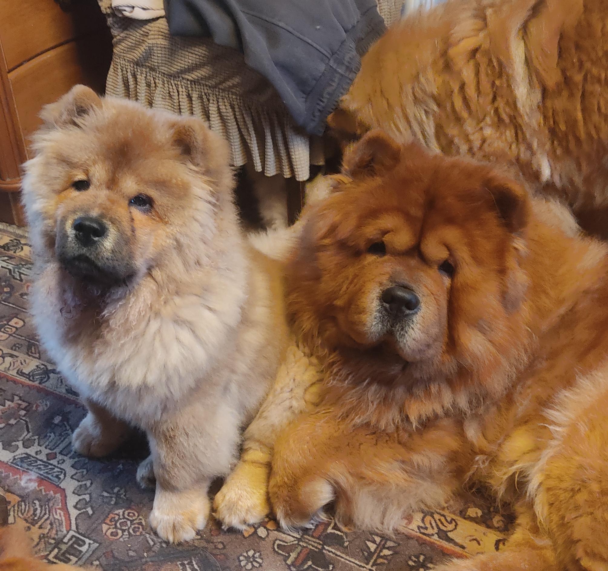 Сеня - 2,5 года - Евразия-2015 - 21.03.2015г. - отл. 3