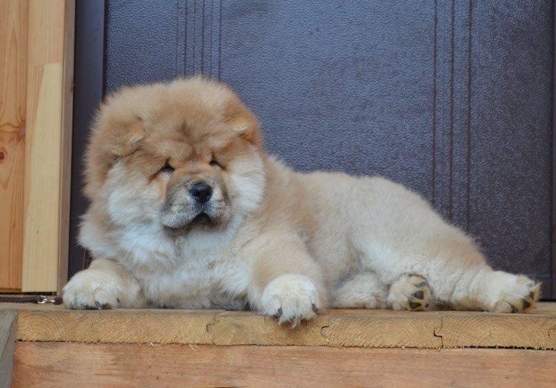 Клото Саманта Кобаджио