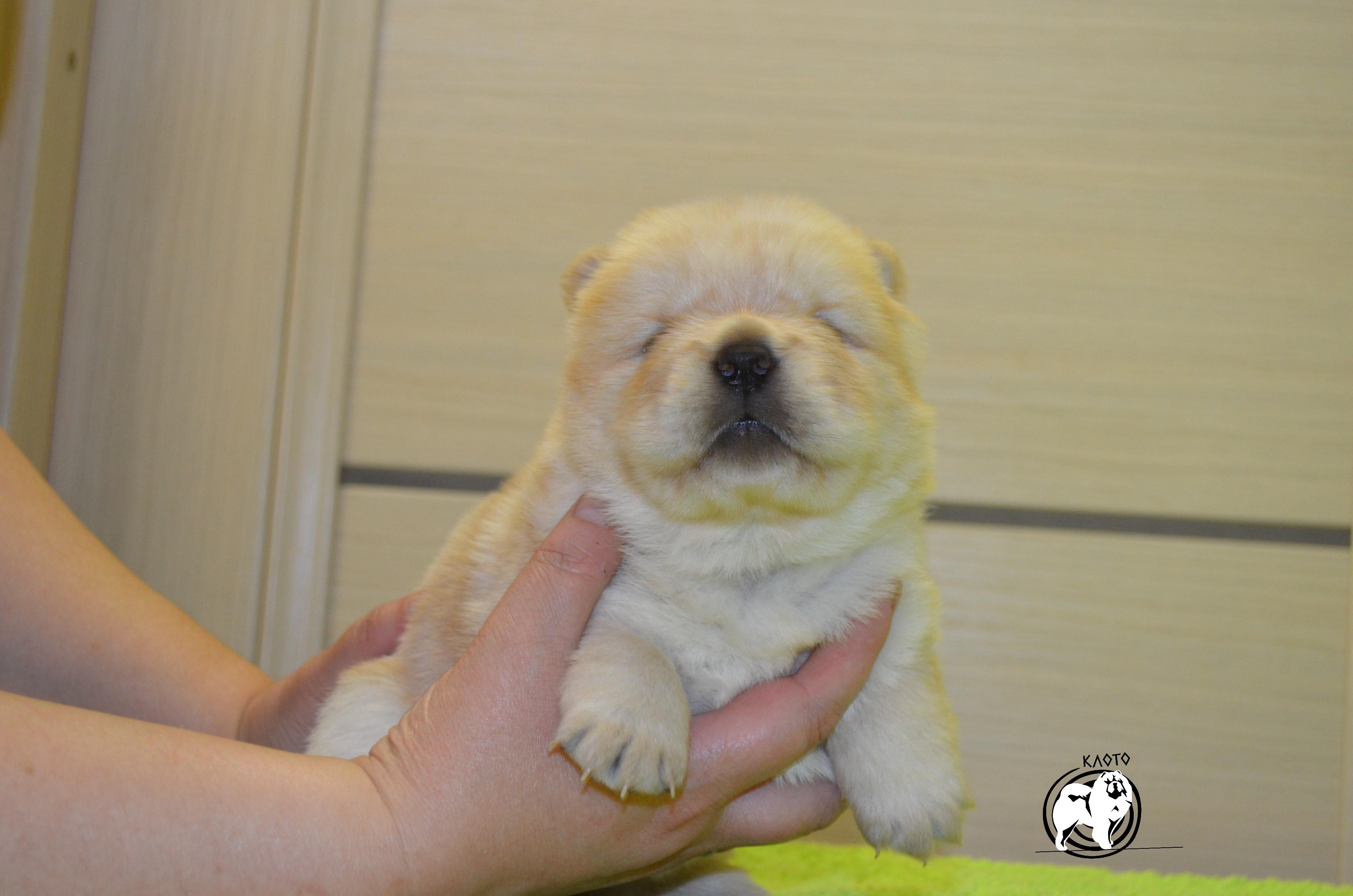 Клото Саманта Кобаджио