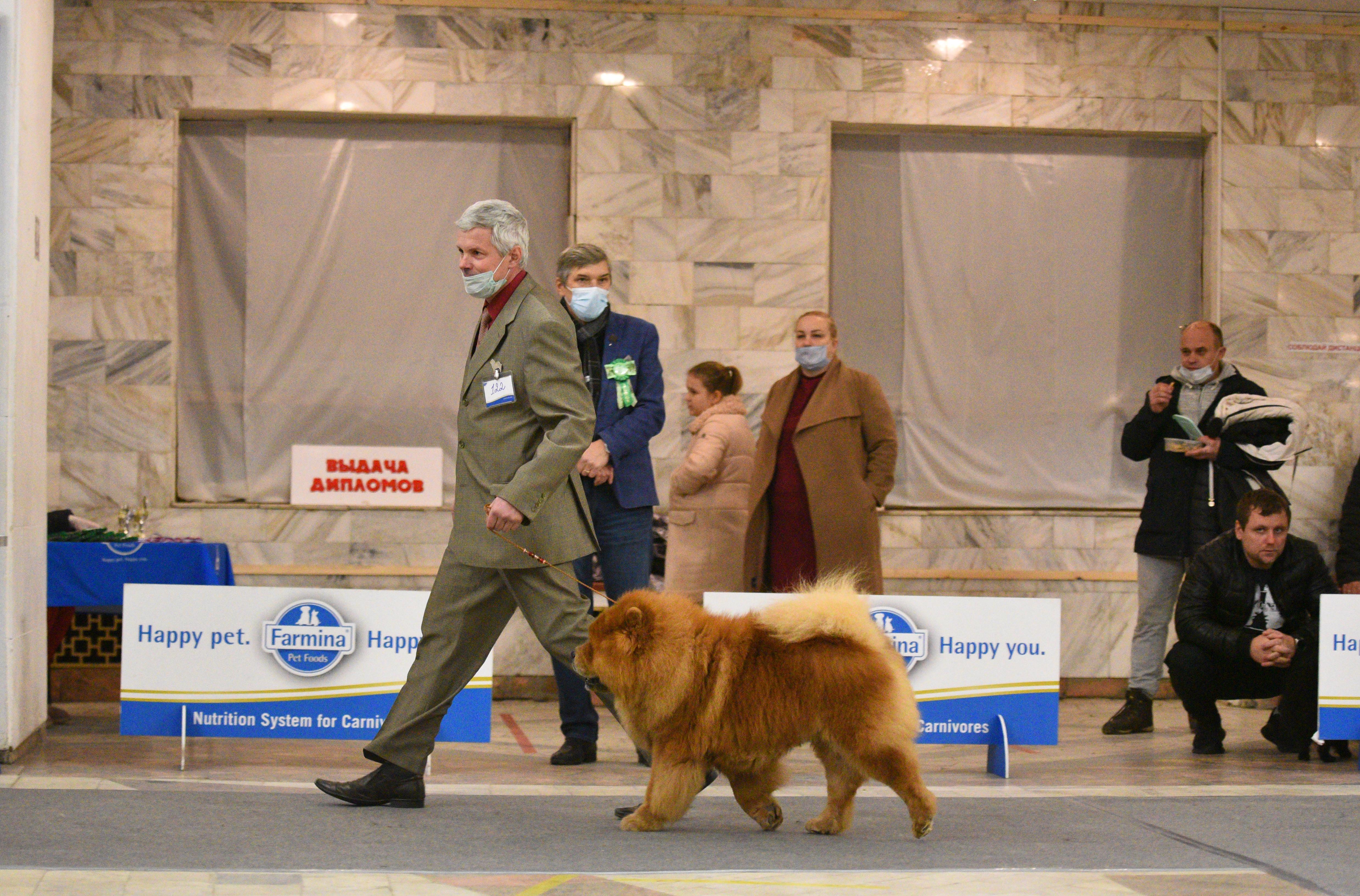 Сеня - 8 лет - г. Владимир - 28.11.2020 - отл.1, ЛВ, VCAC, ЛПП, BIG-3, VBIS-2