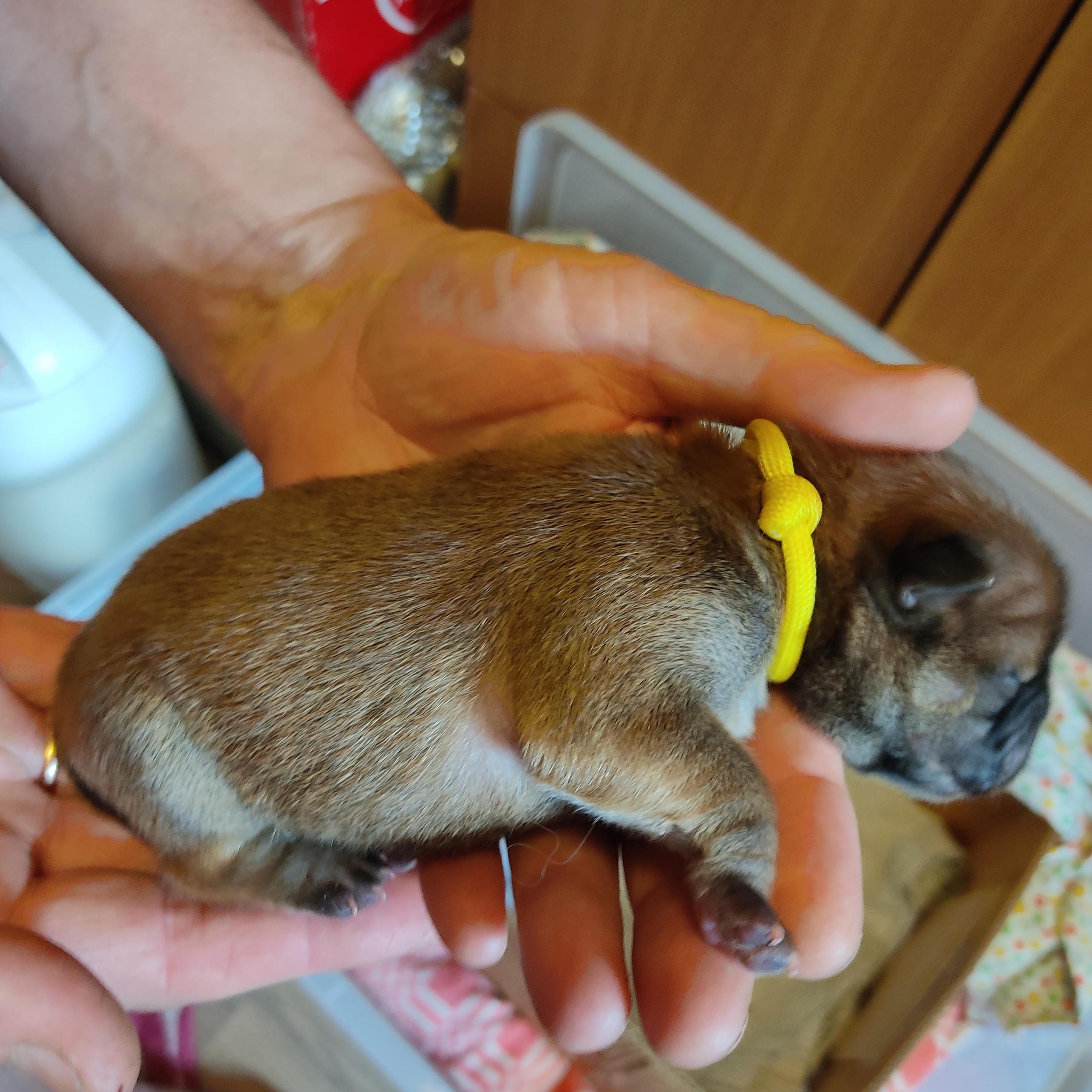 Клото Стефания Гуанчжоу 