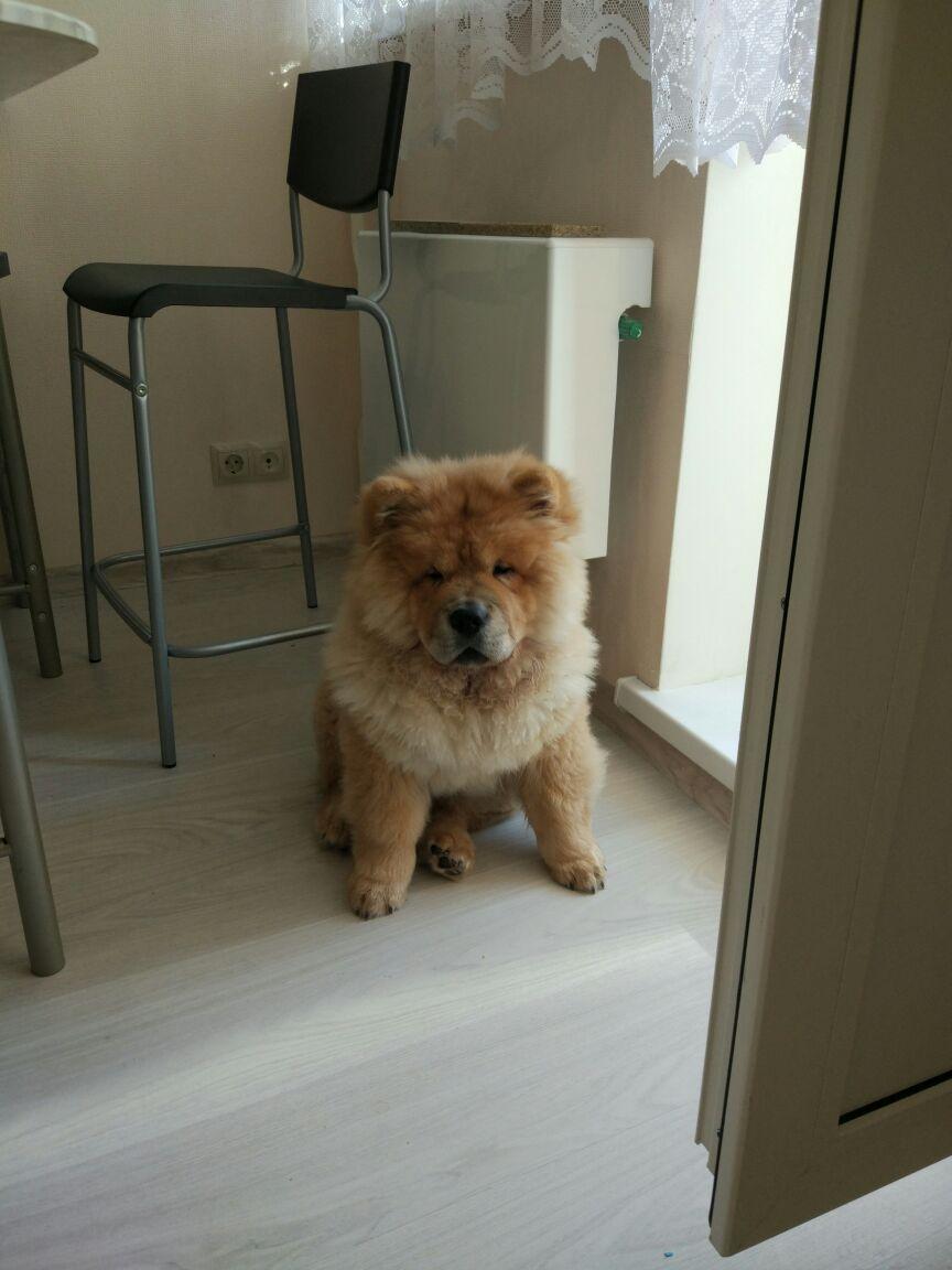 Клото Сантия Ли Мей 