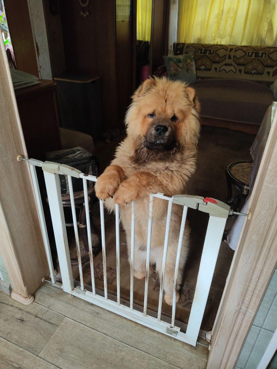 Осенний  Поцелуй Файер Сталкер (Сеня) - 1,5 месяца