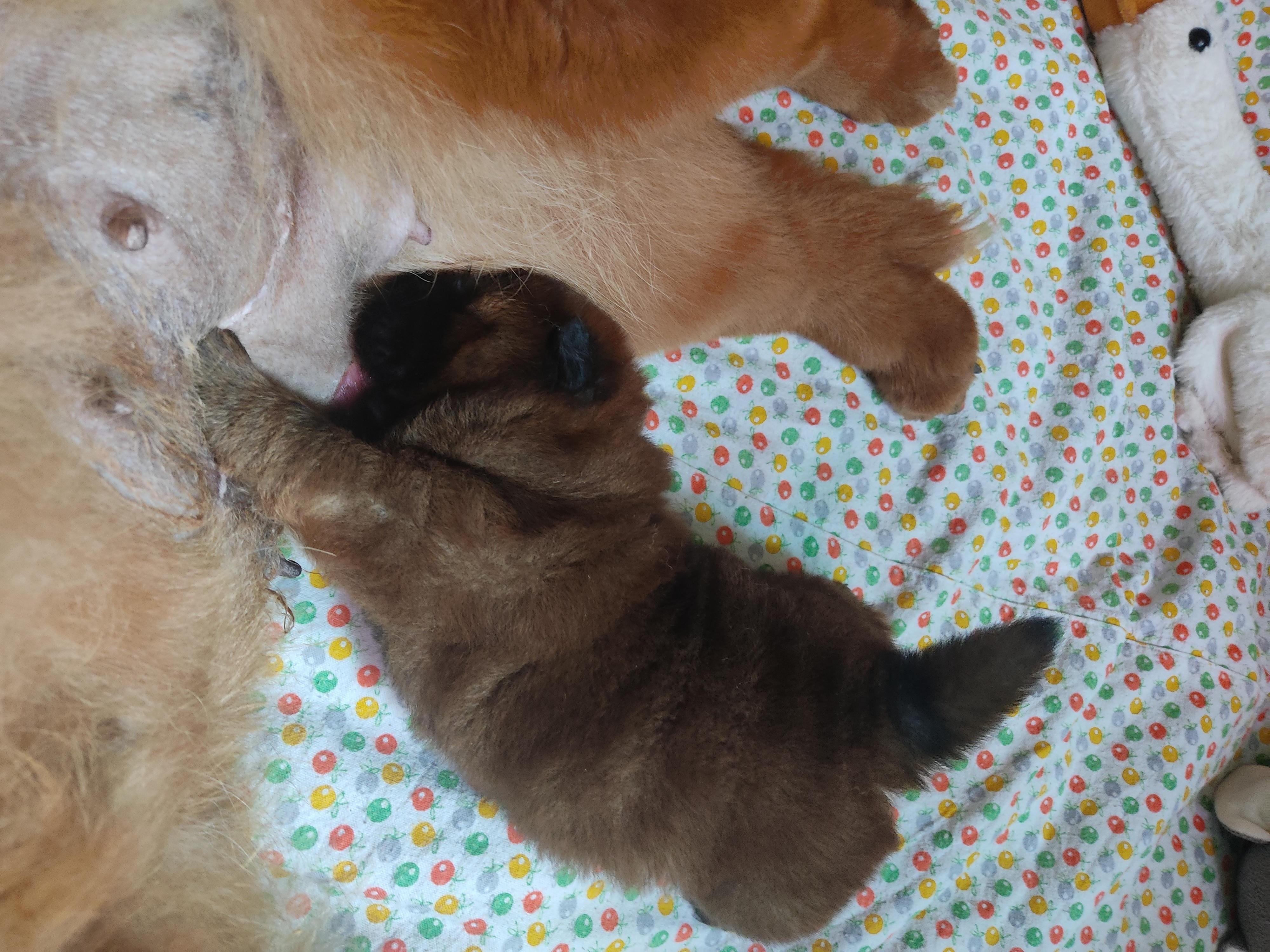 Клото Сани Анджонг